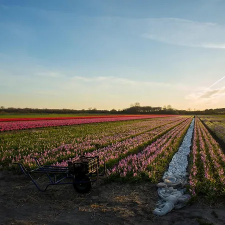 Dw * Castricum